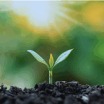 土と新芽
